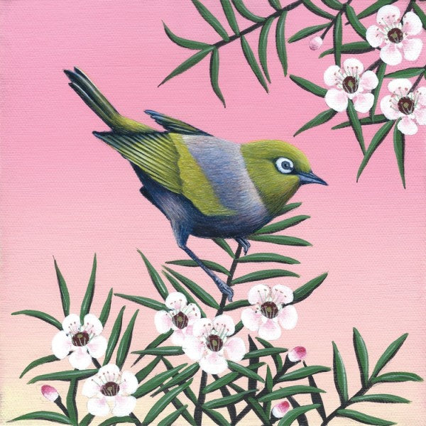 Art print by Anna Evans of a Waxeye bird on a manuka branch with white flowers and a soft pink background.