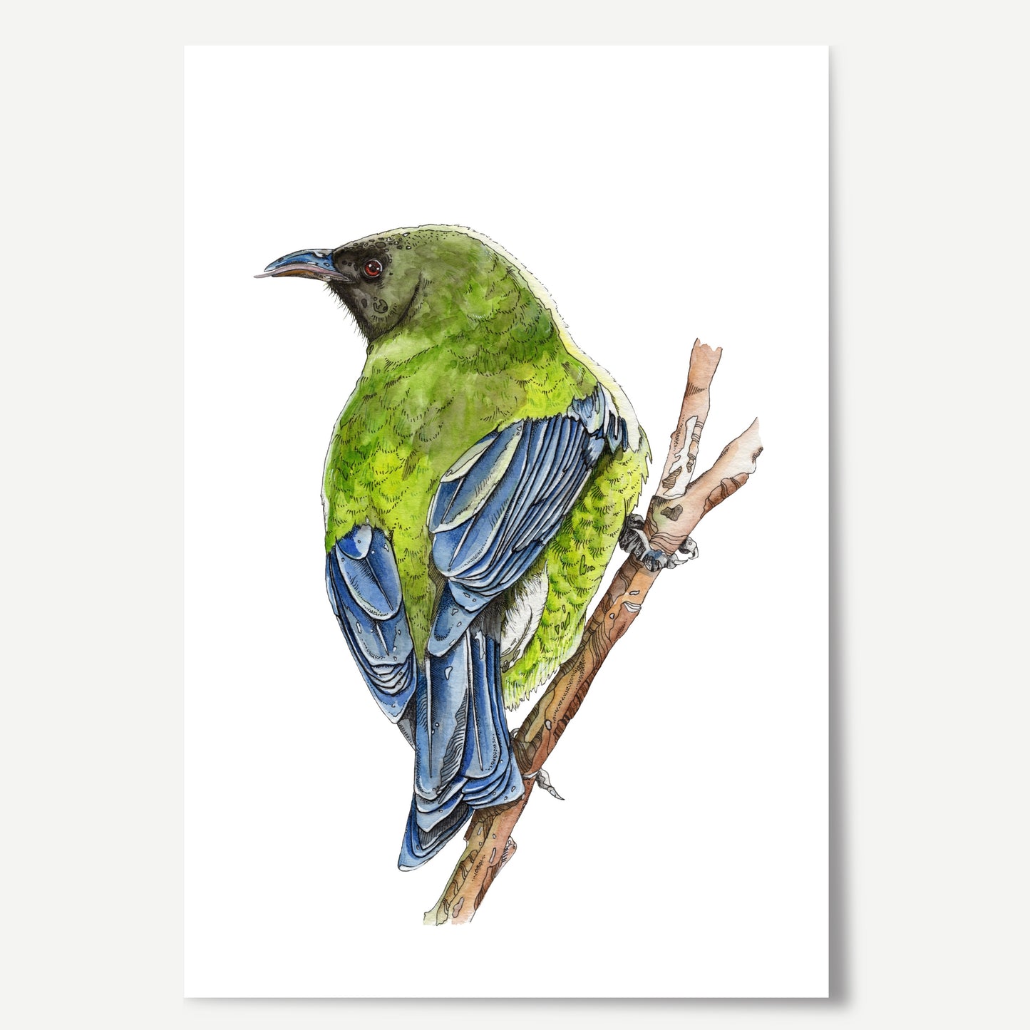 Watercolour art print of a Korimako bird sitting on a branch.