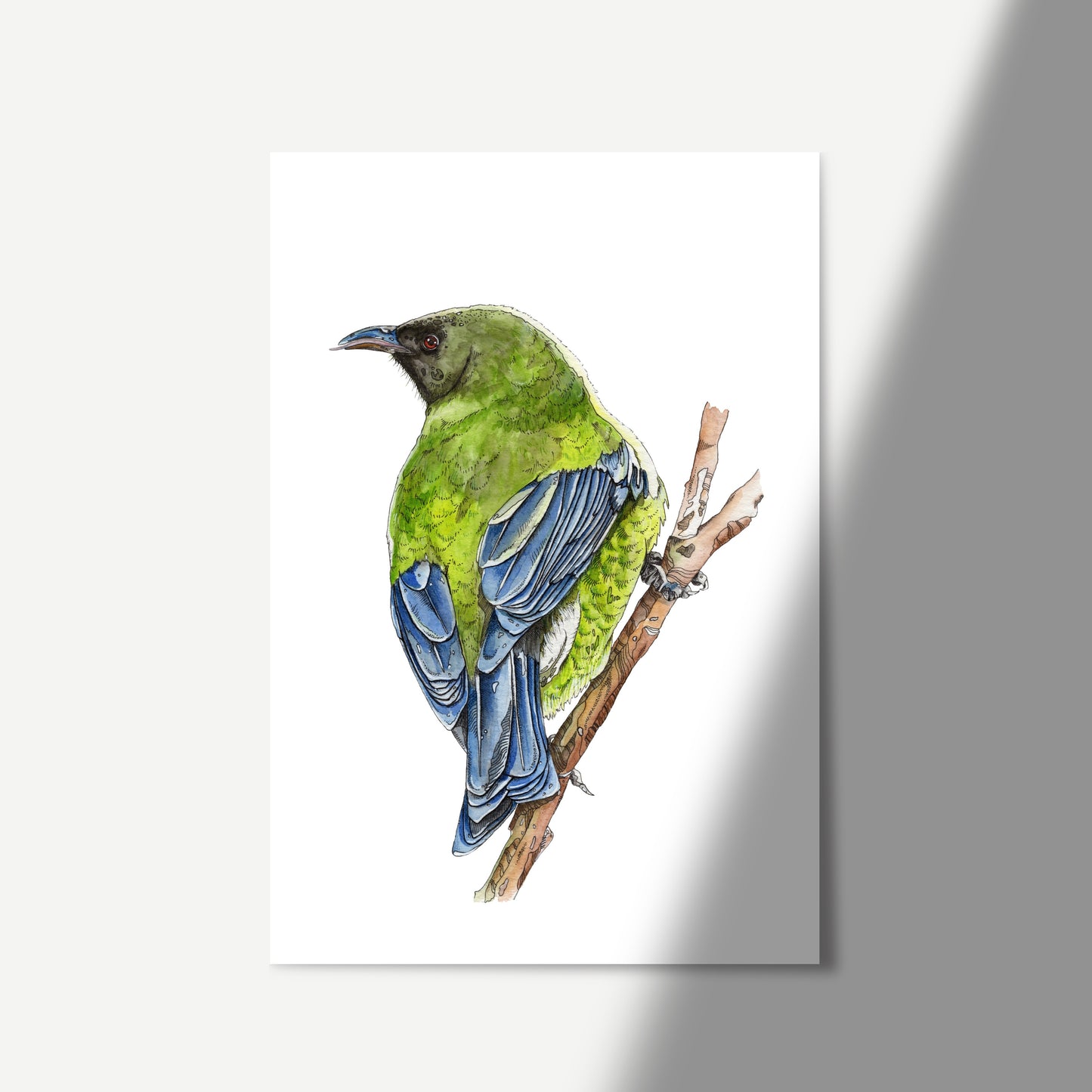 Watercolour art print of a Korimako bird sitting on a branch.