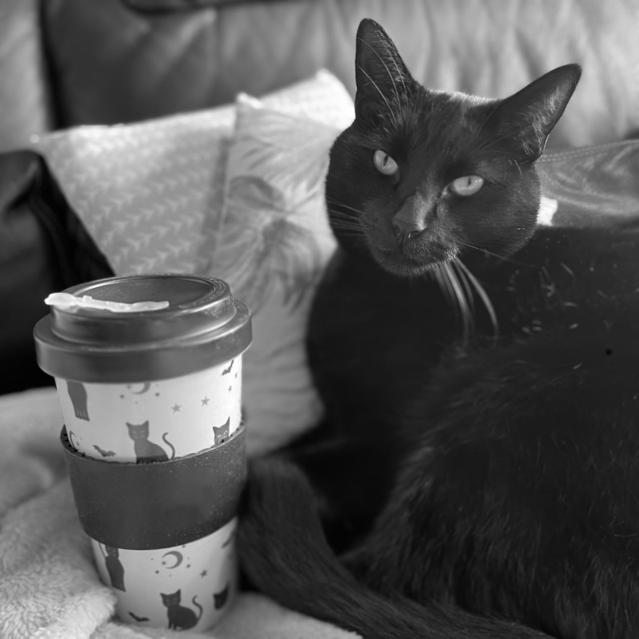 Travel coffee cup with black cats, bats and stars printed on it, sitting beside a black cat.