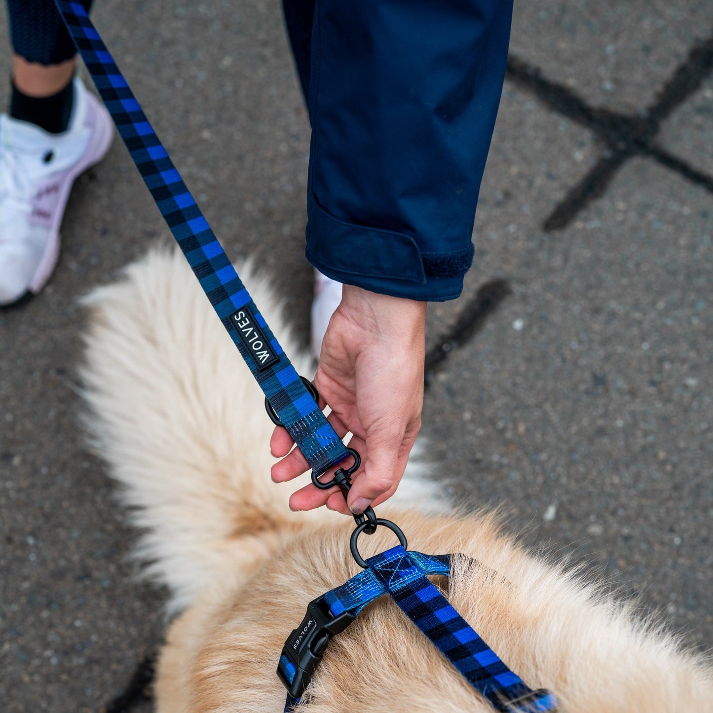 Person holding onto a Blue and black checkered dog leash attached to a dog harness.