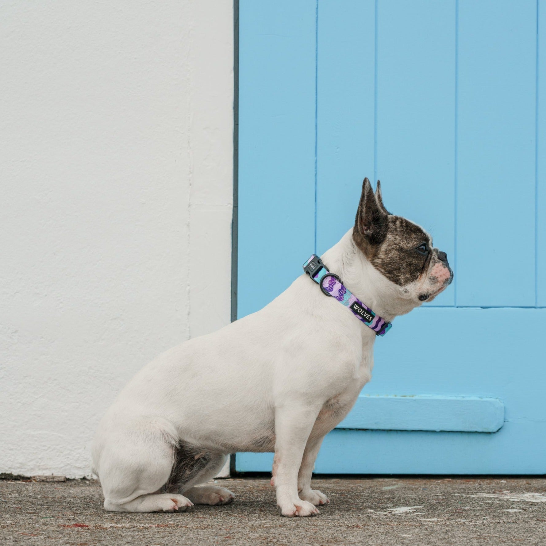 Dog wearing a Purple & blue wave patterned dog collar with "Wolves" logo sitting in front of a blue and white door.