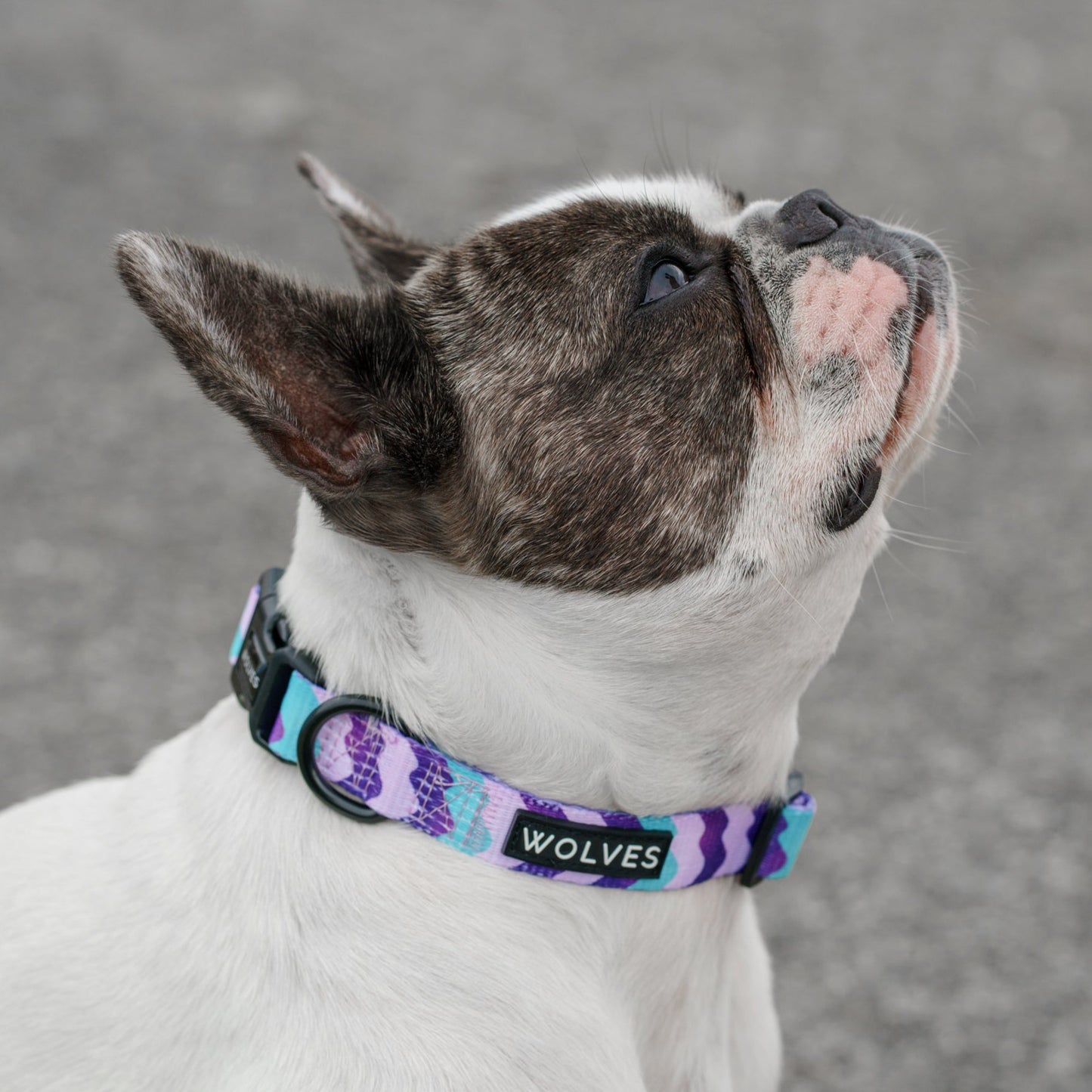 Dog wearing Purple & blue wave patterned dog collar with "Wolves" logo.