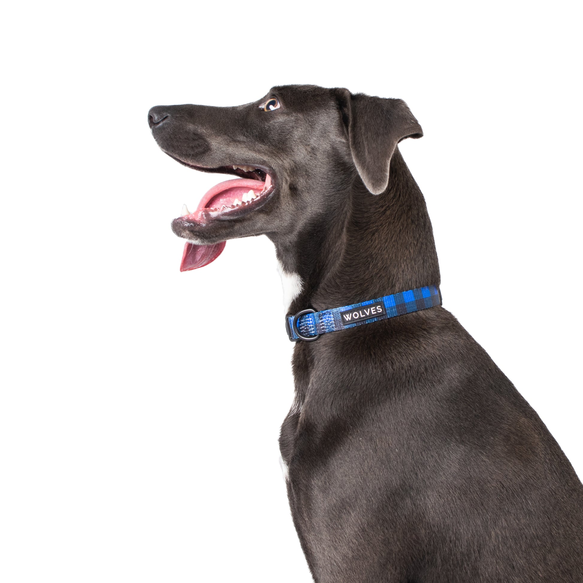 Black dog wearing a Blue & black checked dog collar with "Wolves" logo.
