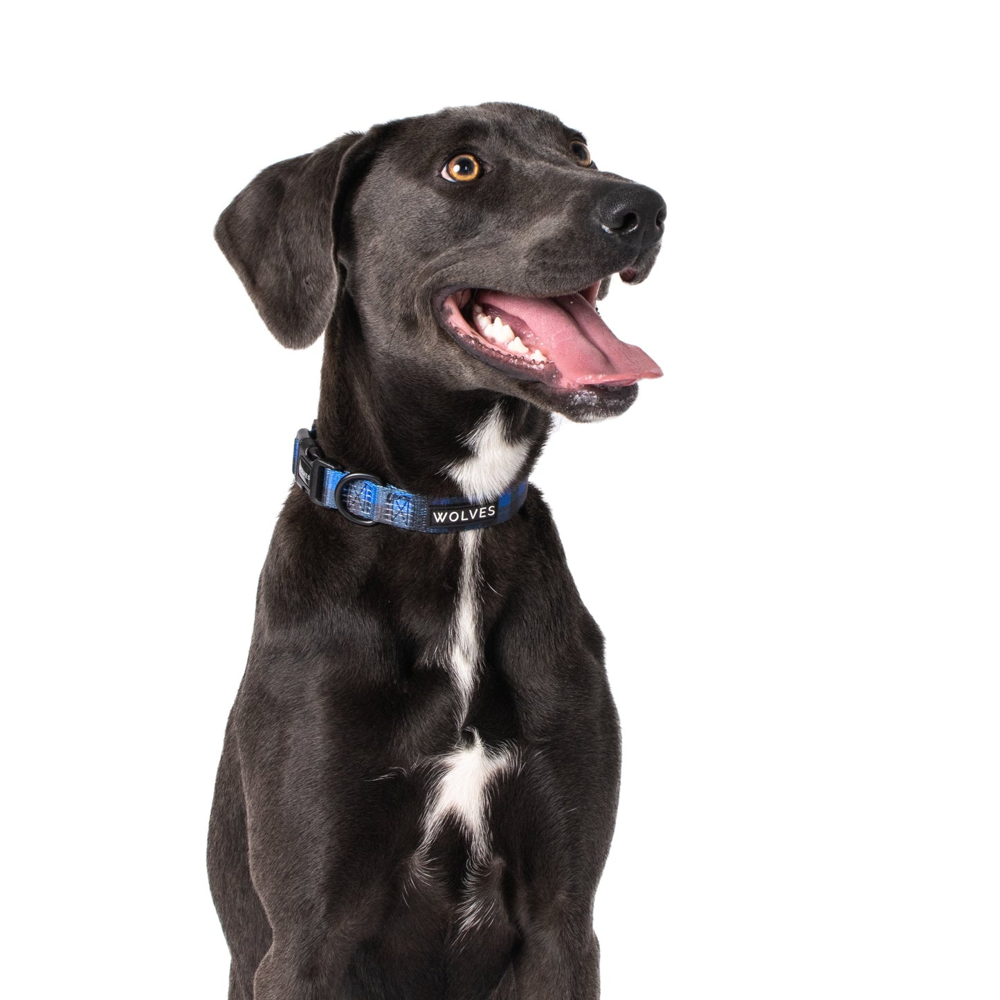 Black dog wearing a Blue & black checked dog collar with "Wolves" logo.