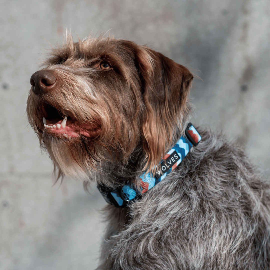 Dog wearing a Blue and orange wave patterned dog collar with "Wolves" logo.