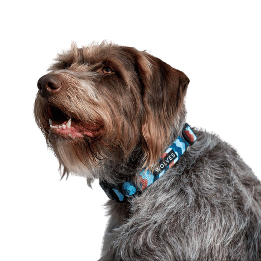 Dog wearing a Blue and orange wave patterned dog collar with "Wolves" logo.