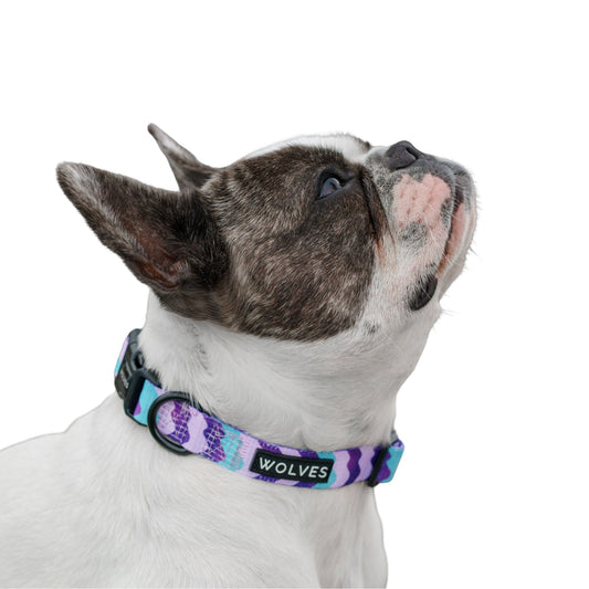 Dog wearing a Blue, purple and pink wave patterned dog collar with "Wolves" logo.