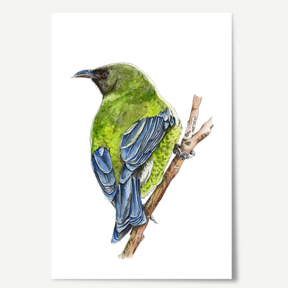 Watercolour art print of a Korimako bird sitting on a branch.