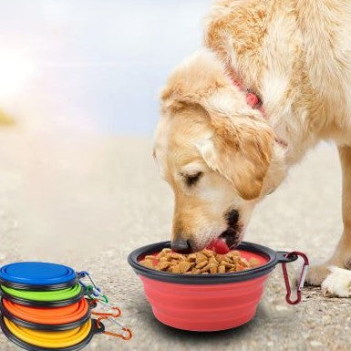 Dog eating from silicone travel bowl.
