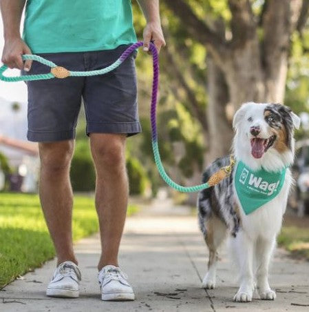Man walking dog with purple and teal cotton rope leash.