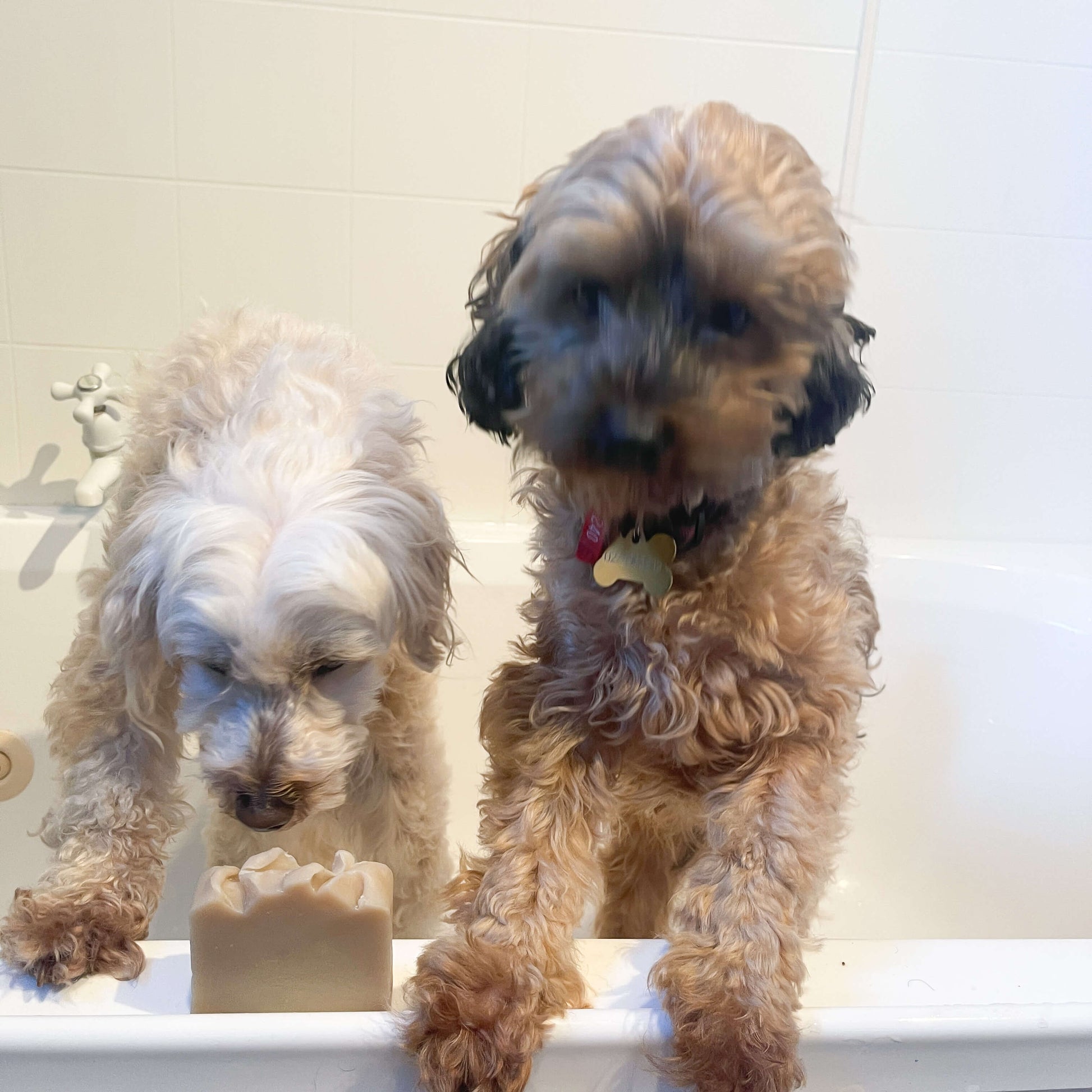 Two dogs in a bath with a bar of natural animal soap