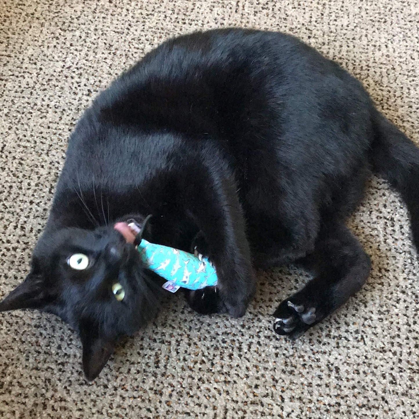 Black cat playing with a toy.