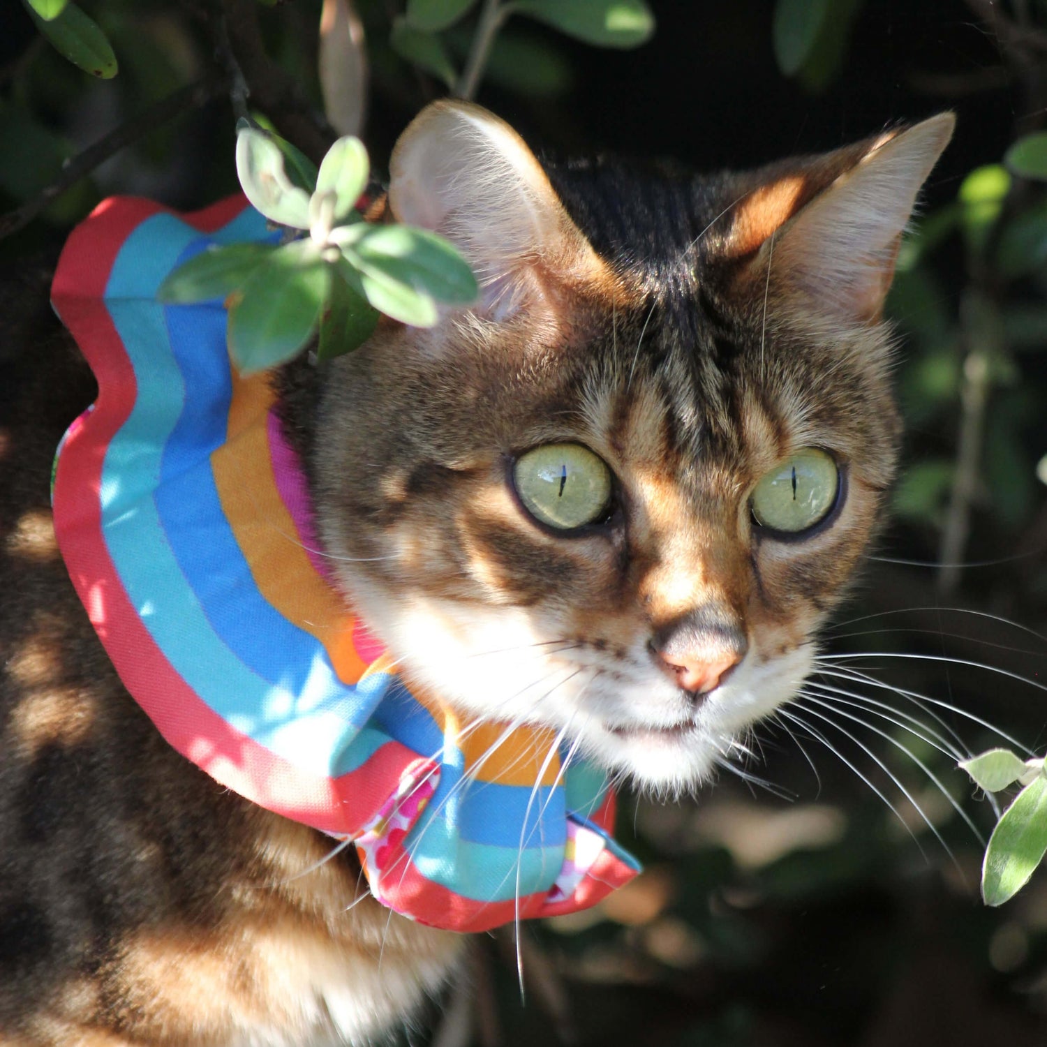 Cat wearing a scrunchie collar.