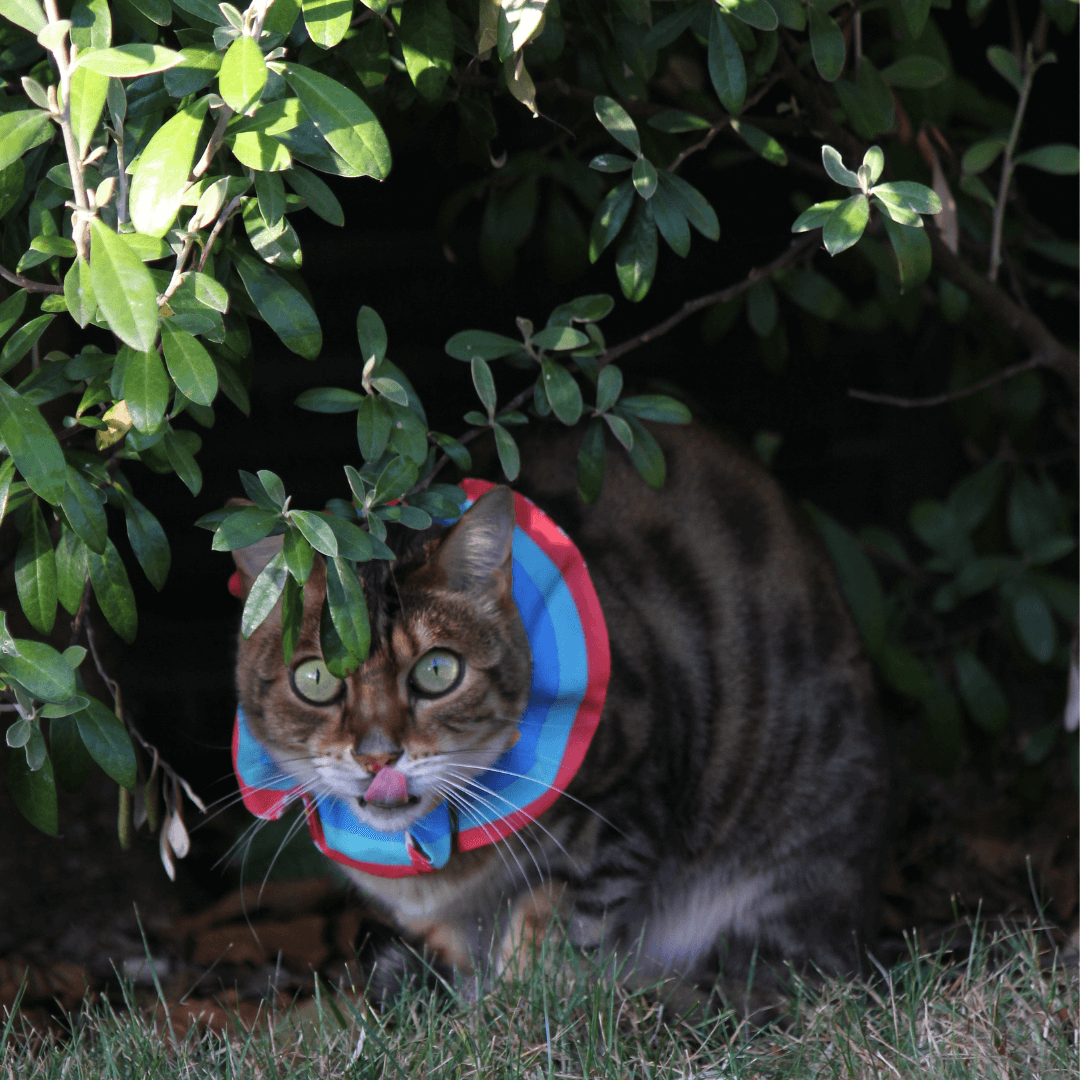 Cat wearing a scrunchie collar.