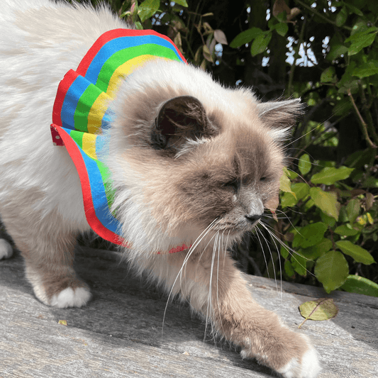 Cat wearing a scrunchie collar.