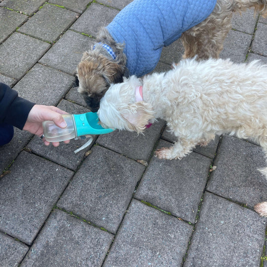 Dogs drinking out of a water bottle.
