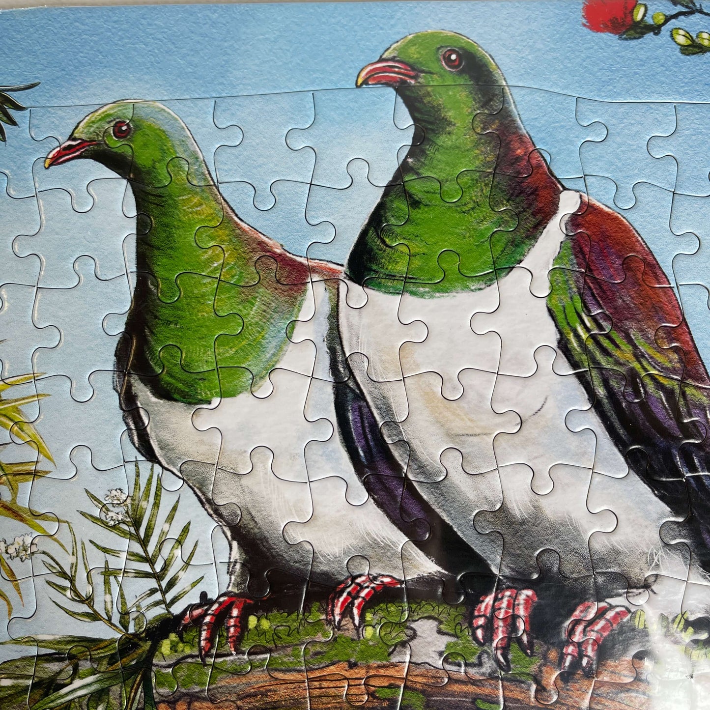 Jigsaw puzzle featuring Kereru Birds sitting in a pohutukawa tree.