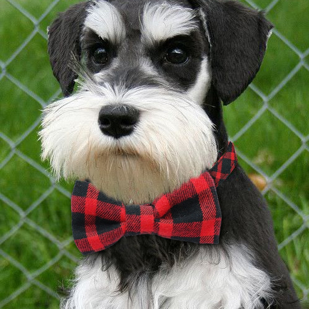 Dog wearing red and black check bow tie collar.