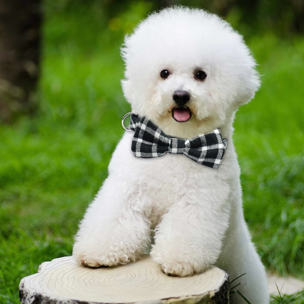 Dog wearing white and black check bow tie collar.